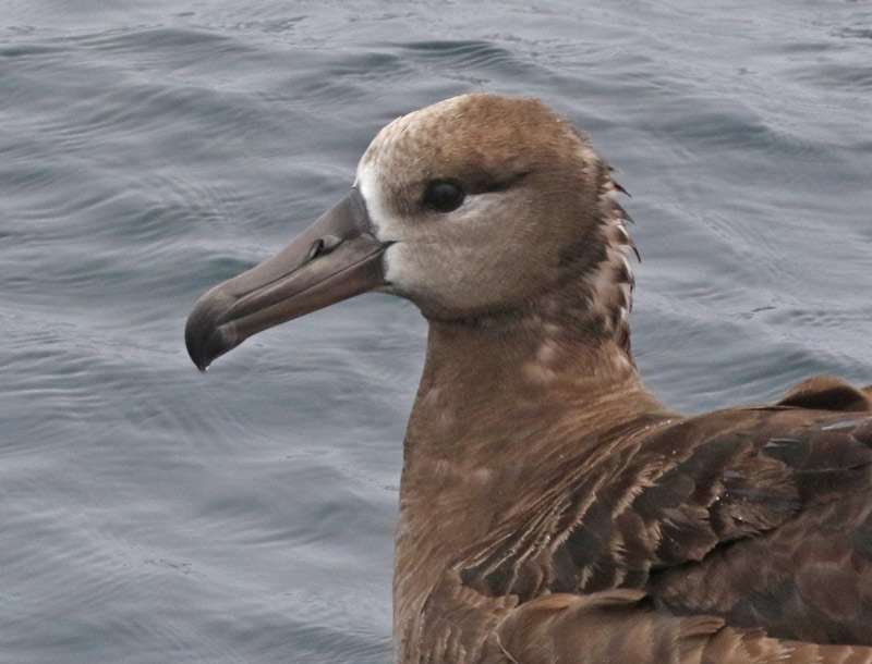 Black-footed Albatross