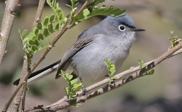 Blue-gray Gnatcatcher