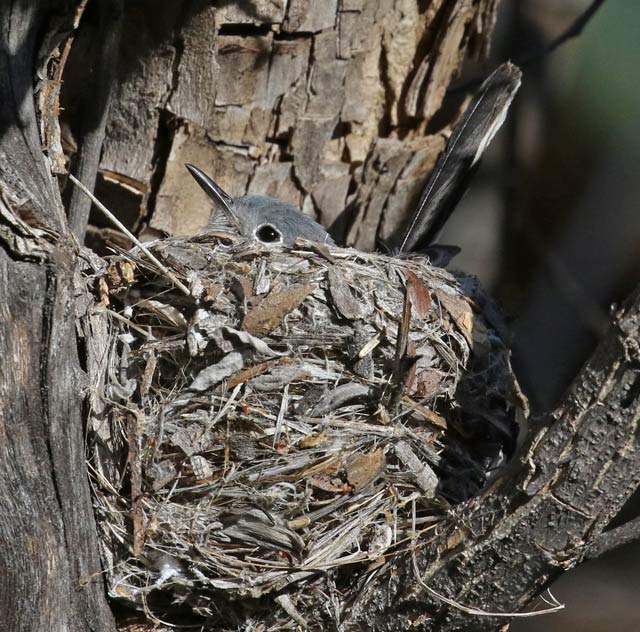 Blue-gray Gnatcatcher