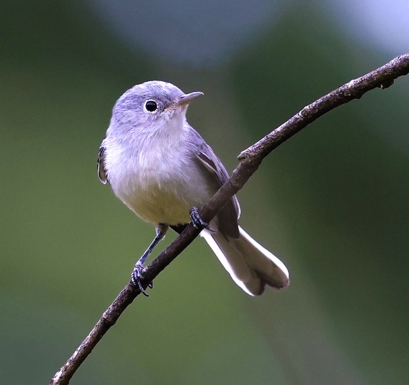 Blue-gray Gnatcatcher
