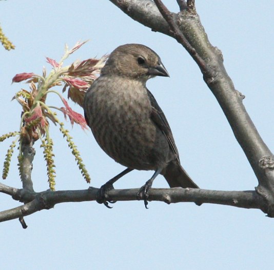 Brown-headed Cowbird