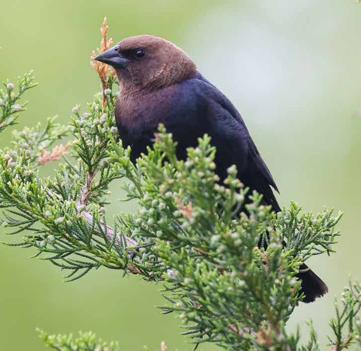 Brown-headed Cowbird