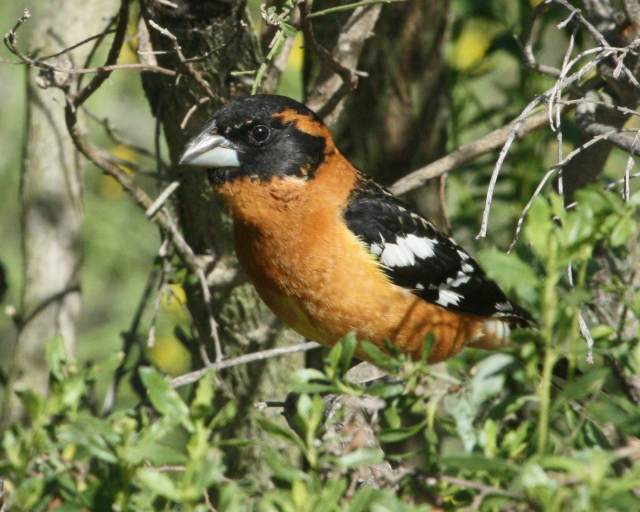 Black-headed Grosbeak photo #3