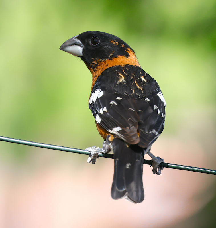 Black-headed Grosbeak photo #2
