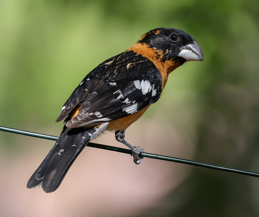 Black-headed Grosbeak photo #1