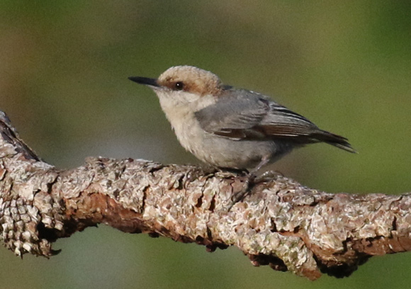 Brown-headed Nuthatch