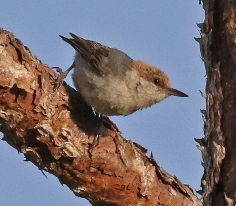 Brown-headed Nuthatch