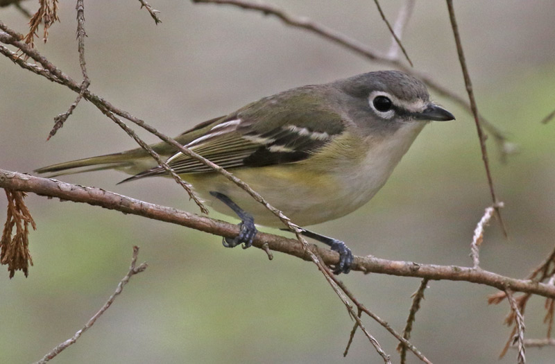 Blue-headed Vireo