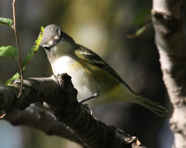 Blue-headed Vireo (Fall)  photo 2