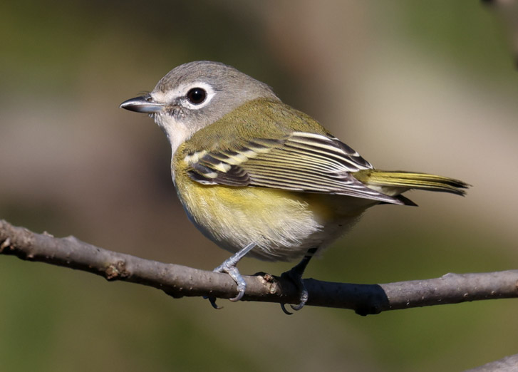 Blue-headed Vireo (Fall)  photo 10