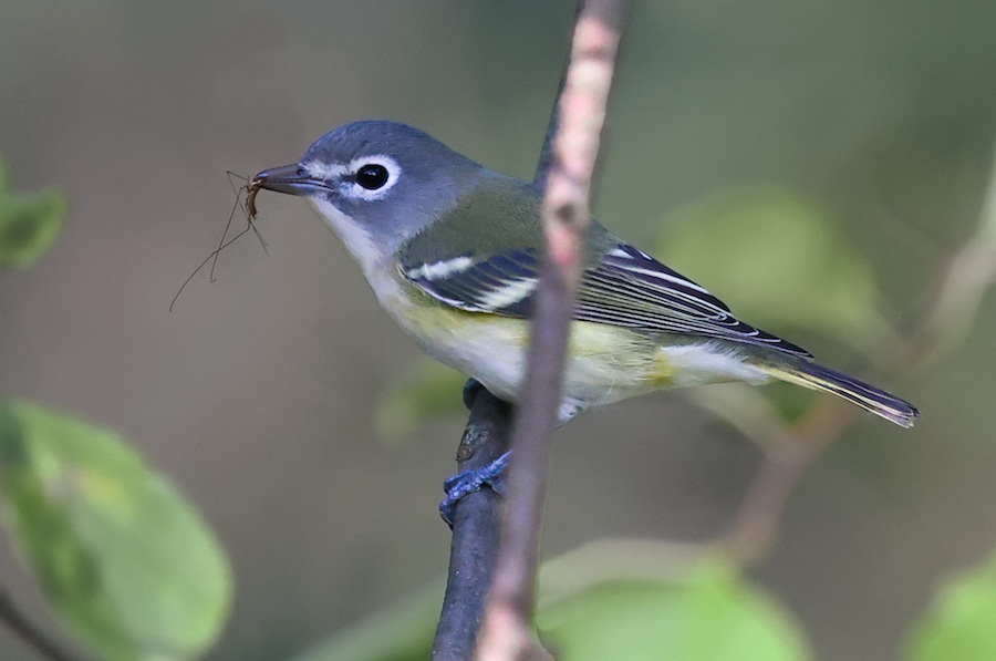 Blue-headed Vireo (Fall)  photo 11