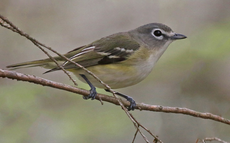 Blue-headed Vireo