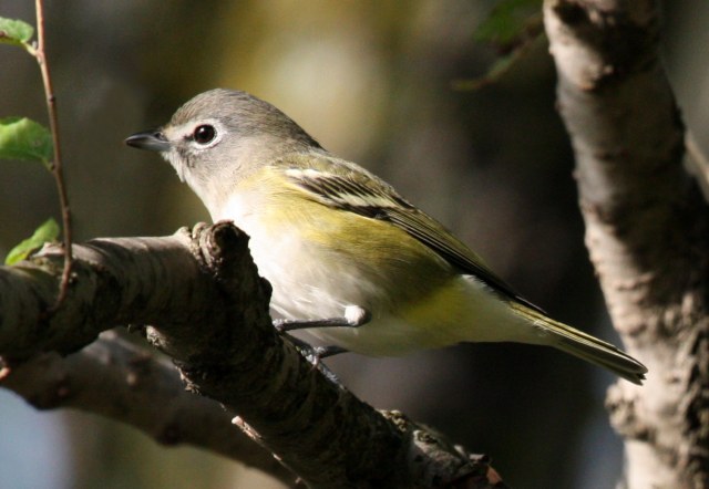 Blue-headed Vireo (Fall)  photo 2