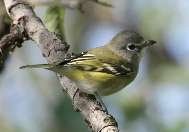 Blue-headed Vireo (Fall)  photo 1