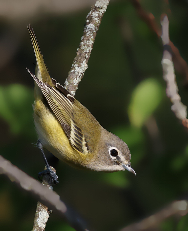 Blue-headed Vireo (Fall)  photo 6