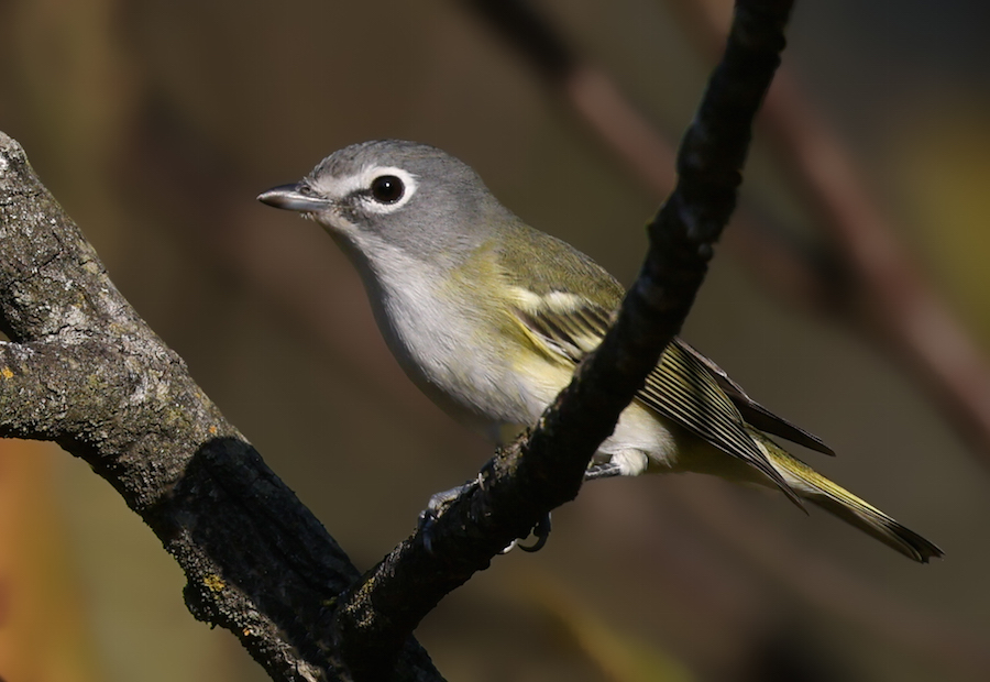 Blue-headed Vireo (Fall)  photo 1