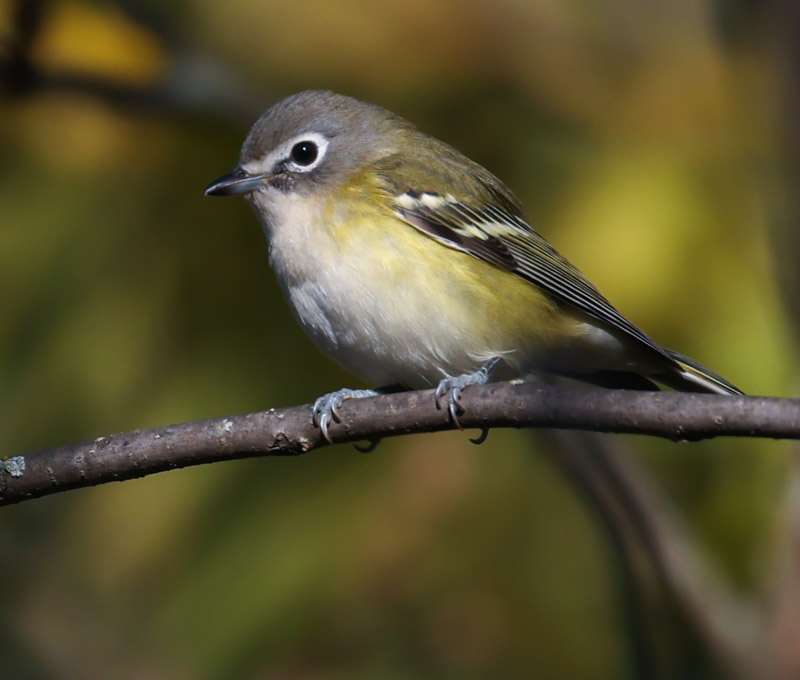 Blue-headed Vireo (Fall)  photo 9