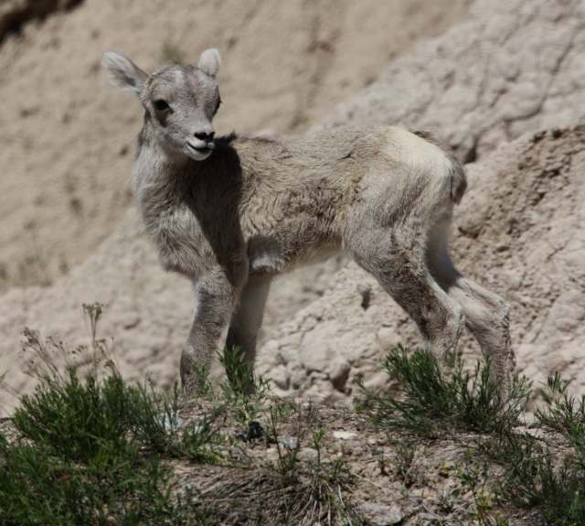 Bighorn Sheep photo 5