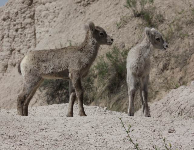 Bighorn Sheep photo 4