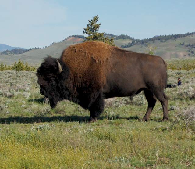 American Bison