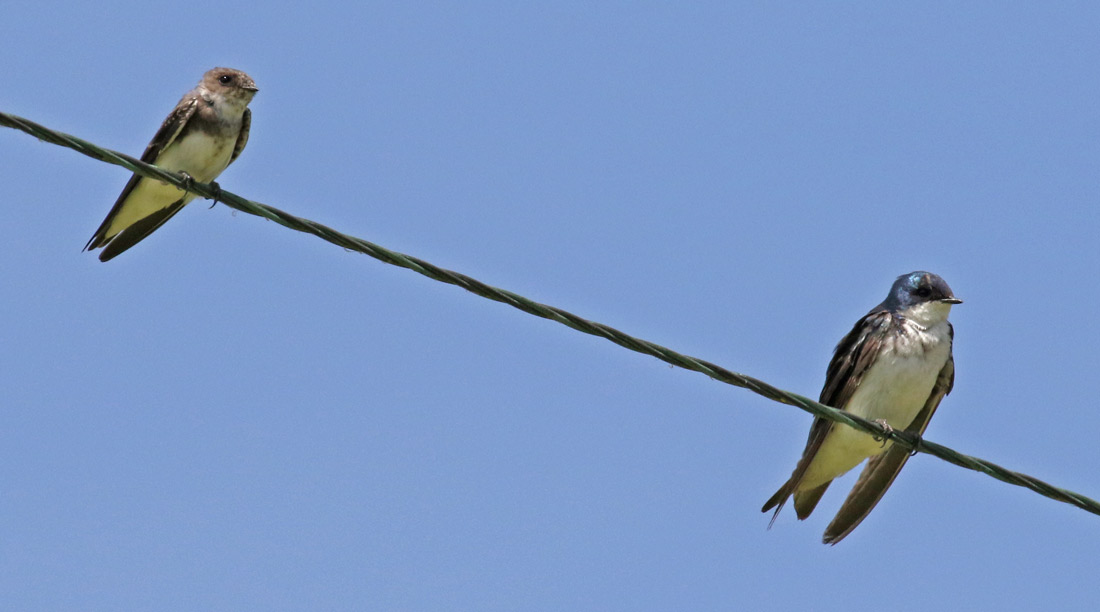 Bank Swallow