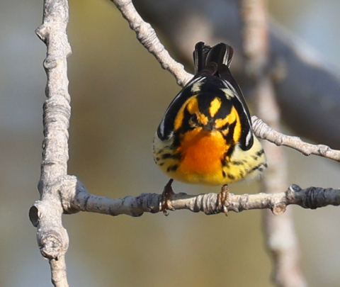 Blackburnian Warbler