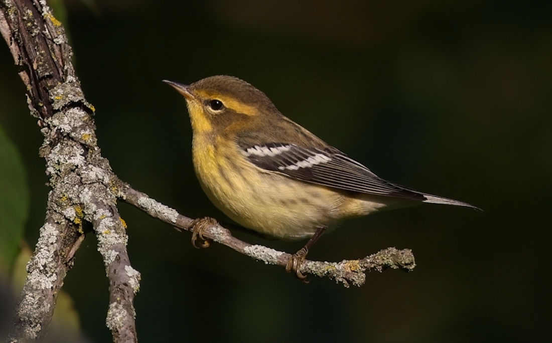 Blackburnian Warbler (first fall male or adult female)