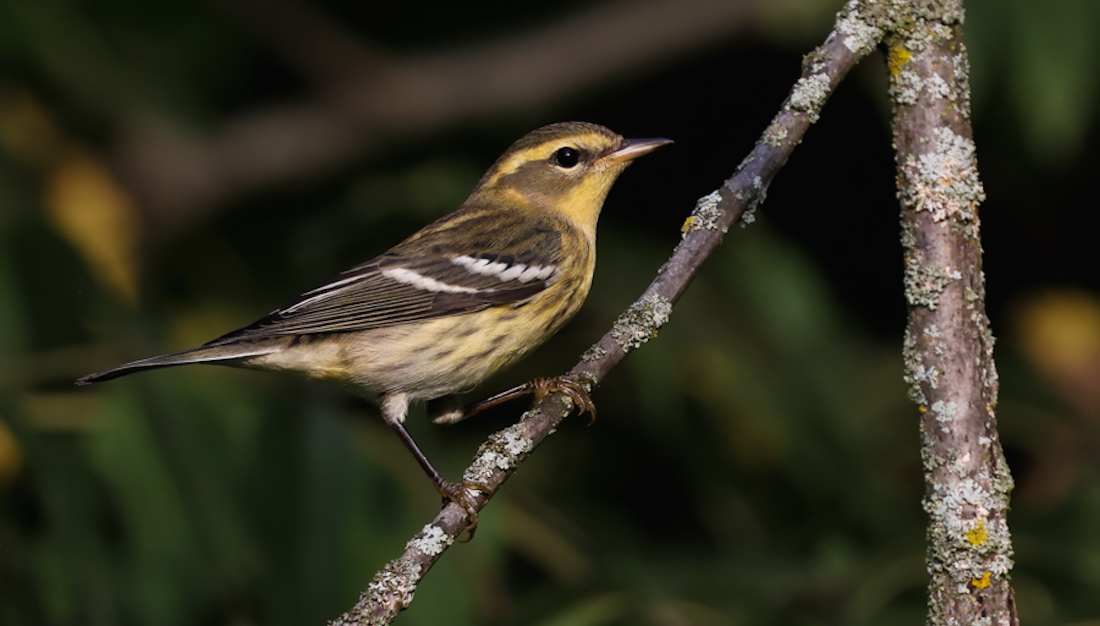 Blackburnian Warbler (first fall female)