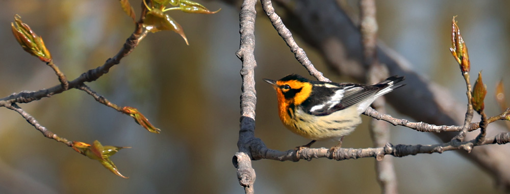 Blackburnian Warbler