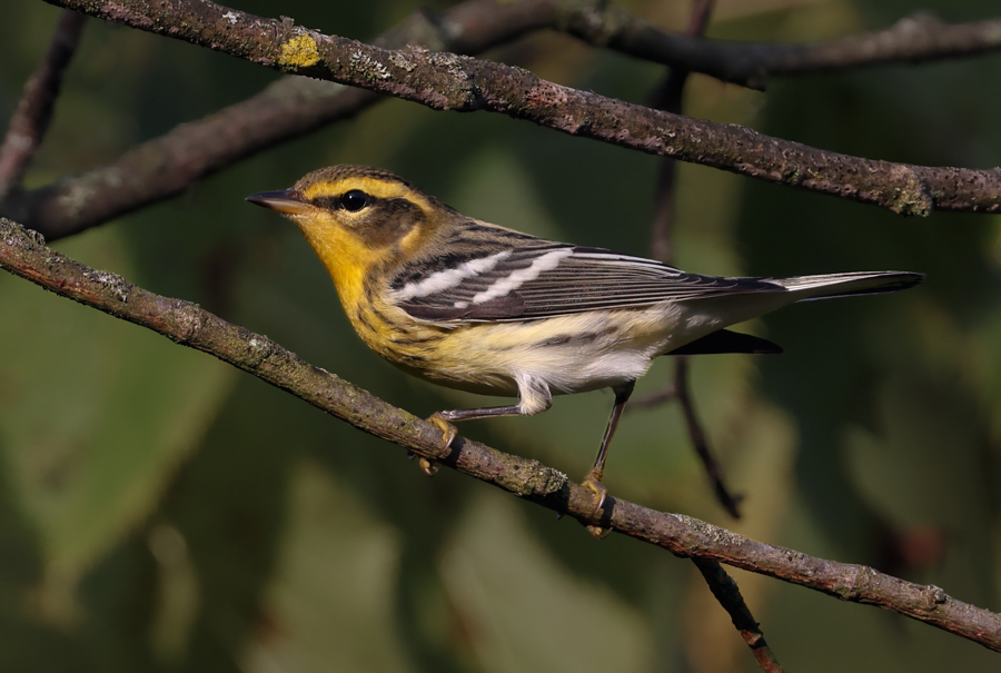 Blackburnian Warbler (first fall male or adult female)