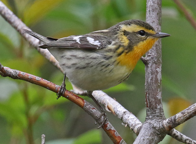 Blackburnian Warbler (female)