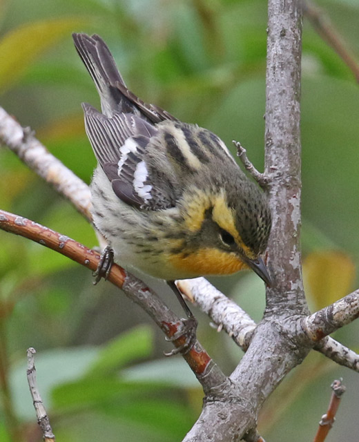 Blackburnian Warbler (female)
