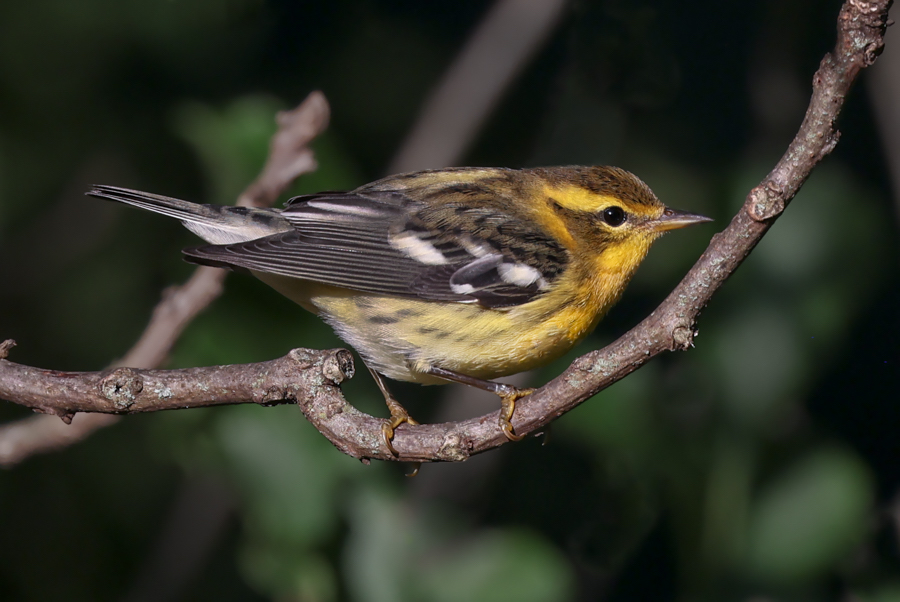 Blackburnian Warbler (first fall male or adult female)