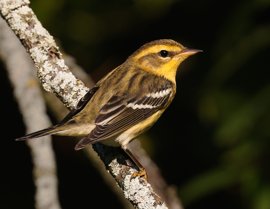 Blackburnian Warbler (first fall male or adult female)
