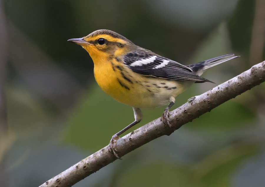 Blackburnian Warbler (first fall male or adult female)