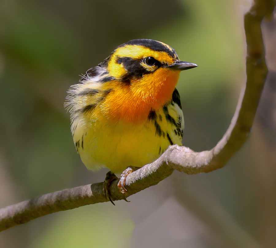 Blackburnian Warbler
