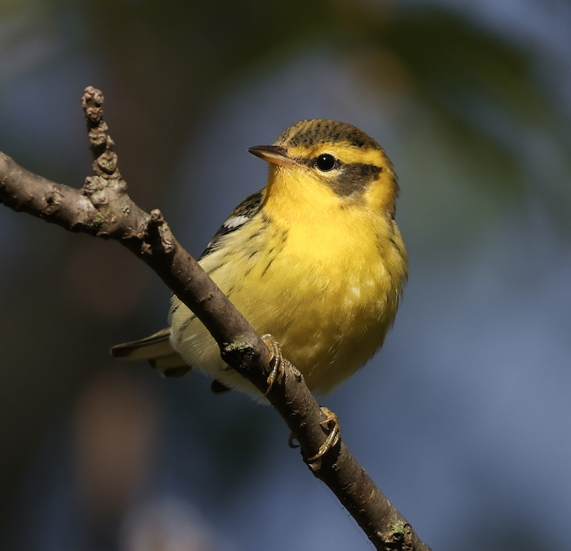 Blackburnian Warbler (first fall male or adult female)