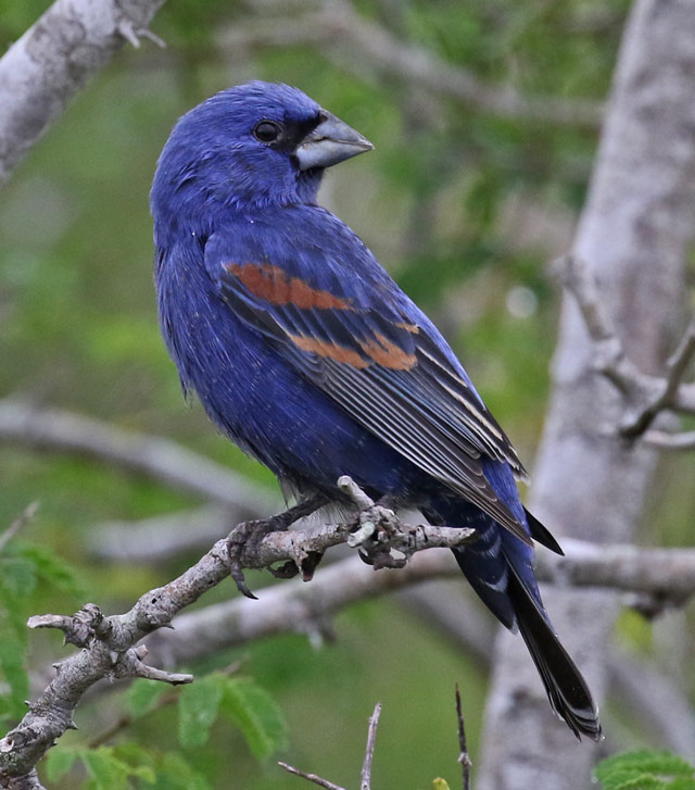 Blue Grosbeak