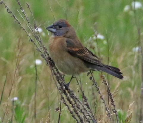 Blue Grosbeak (1st cycle male)