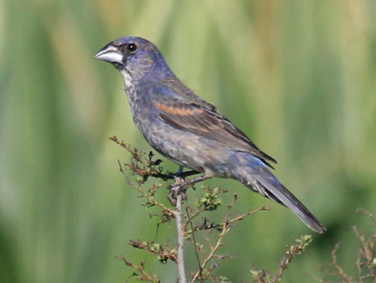 Blue Grosbeak (1st cycle male)