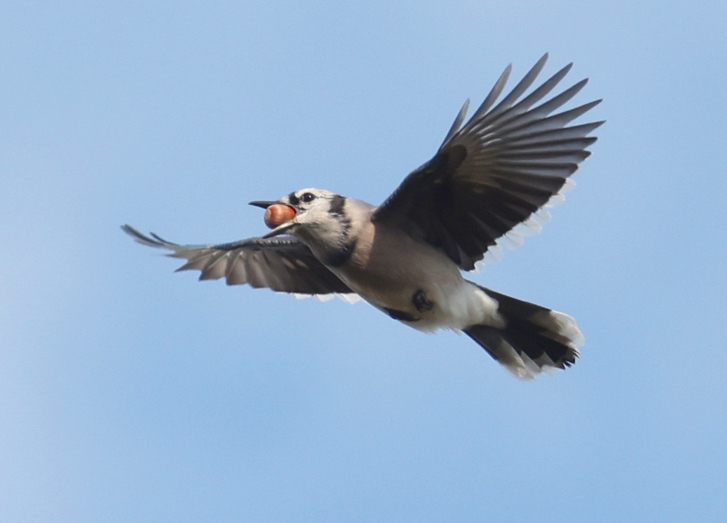 Blue Jay (in flight) photo #2