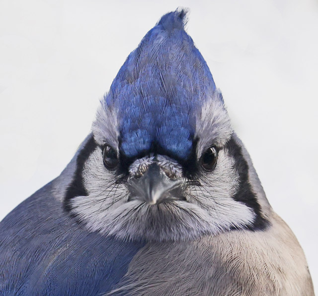 Blue Jay photo #2