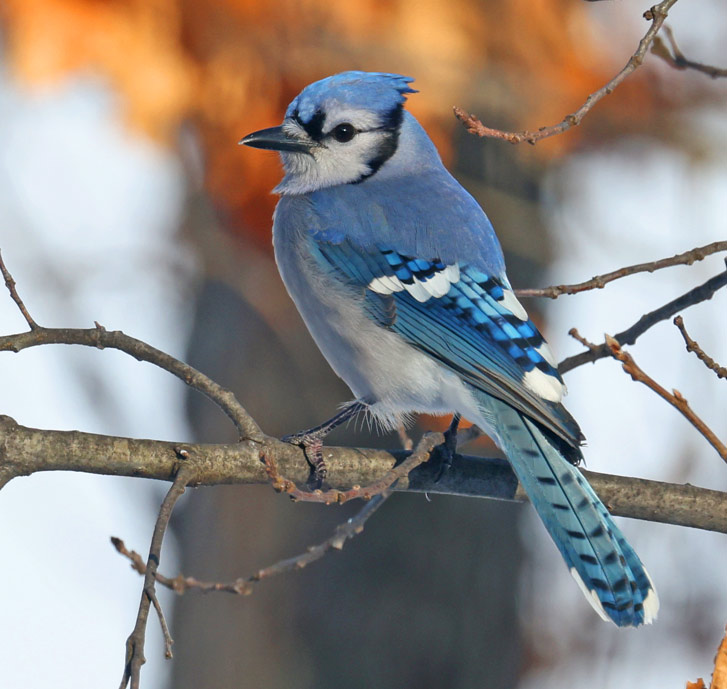 Blue Jay photo #1