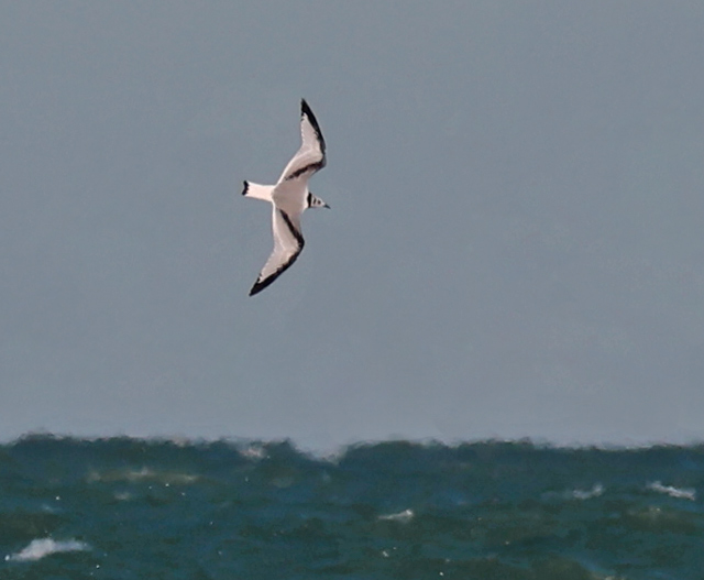 Black-legged Kittiwake