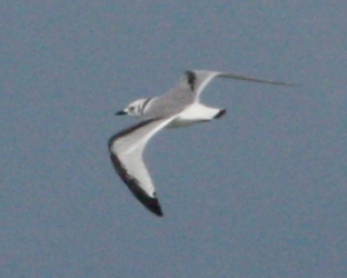 Black-legged Kittiwake photo 1