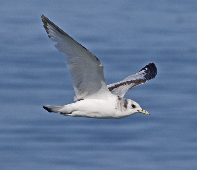 Black-legged Kittiwake