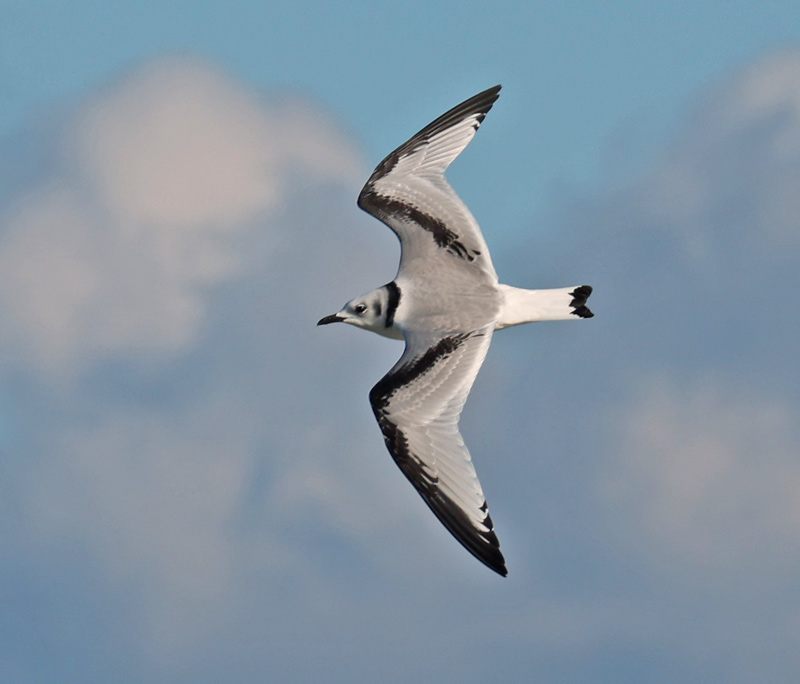 Black-legged Kittiwake