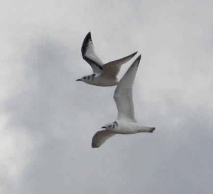 Black-legged Kittiwake photo 2