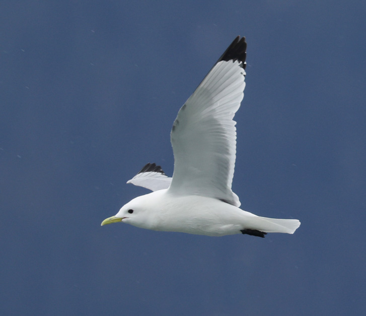 Black-legged Kittiwake