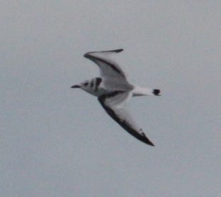 Black-legged Kittiwake photo 3